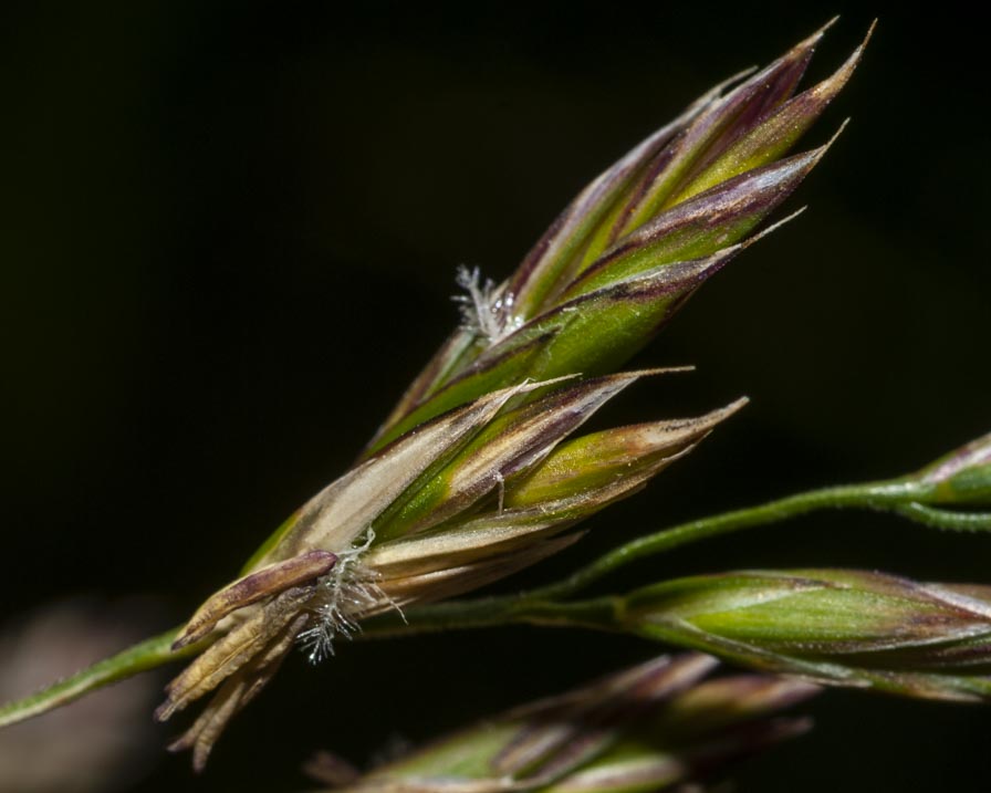 Poaceae